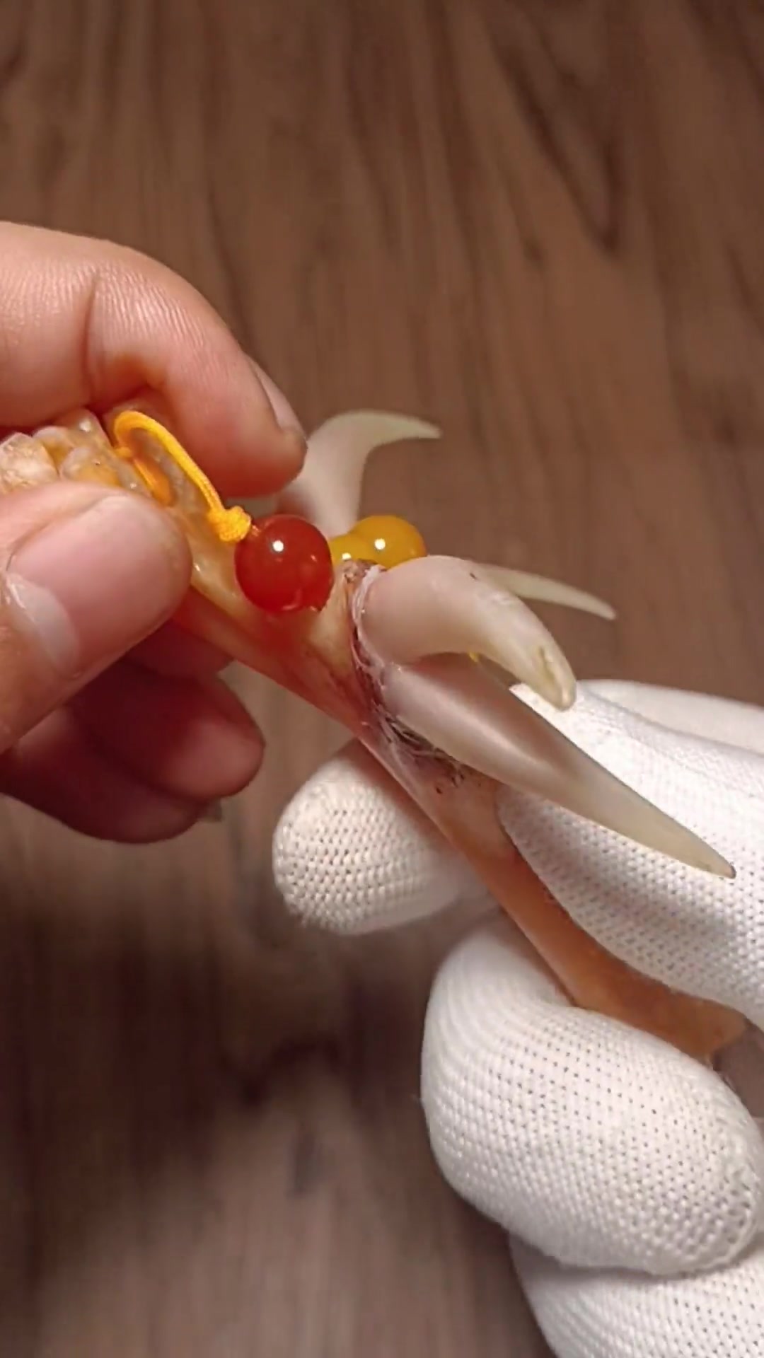剪刀双鸡蹬子大家见过吗?文玩鸡蹬子 鸡蹬子 文玩鸡爪骨 文玩鸡爪骨贵吗 文玩鸡爪骨价格