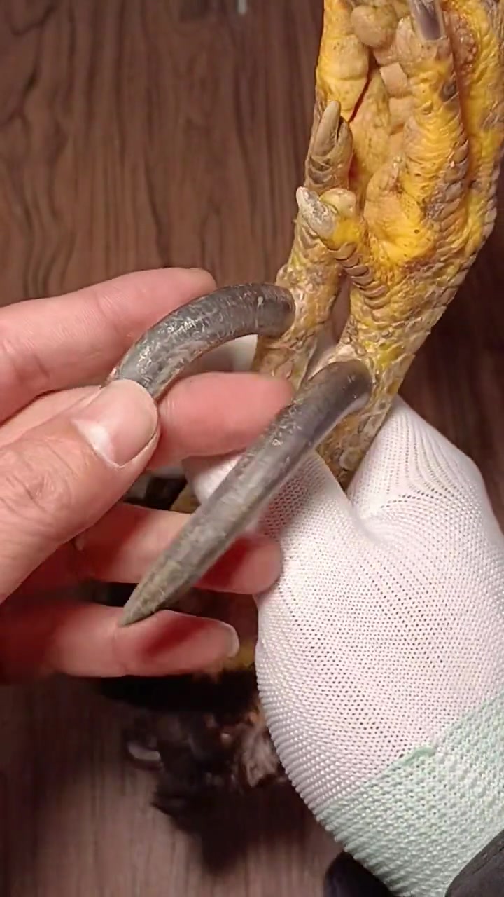 见过这样的黑鸡爪骨吗?创作灵感 文玩鸡爪骨怎么处理 文玩鸡爪骨制作流程介绍 文玩鸡爪骨 文