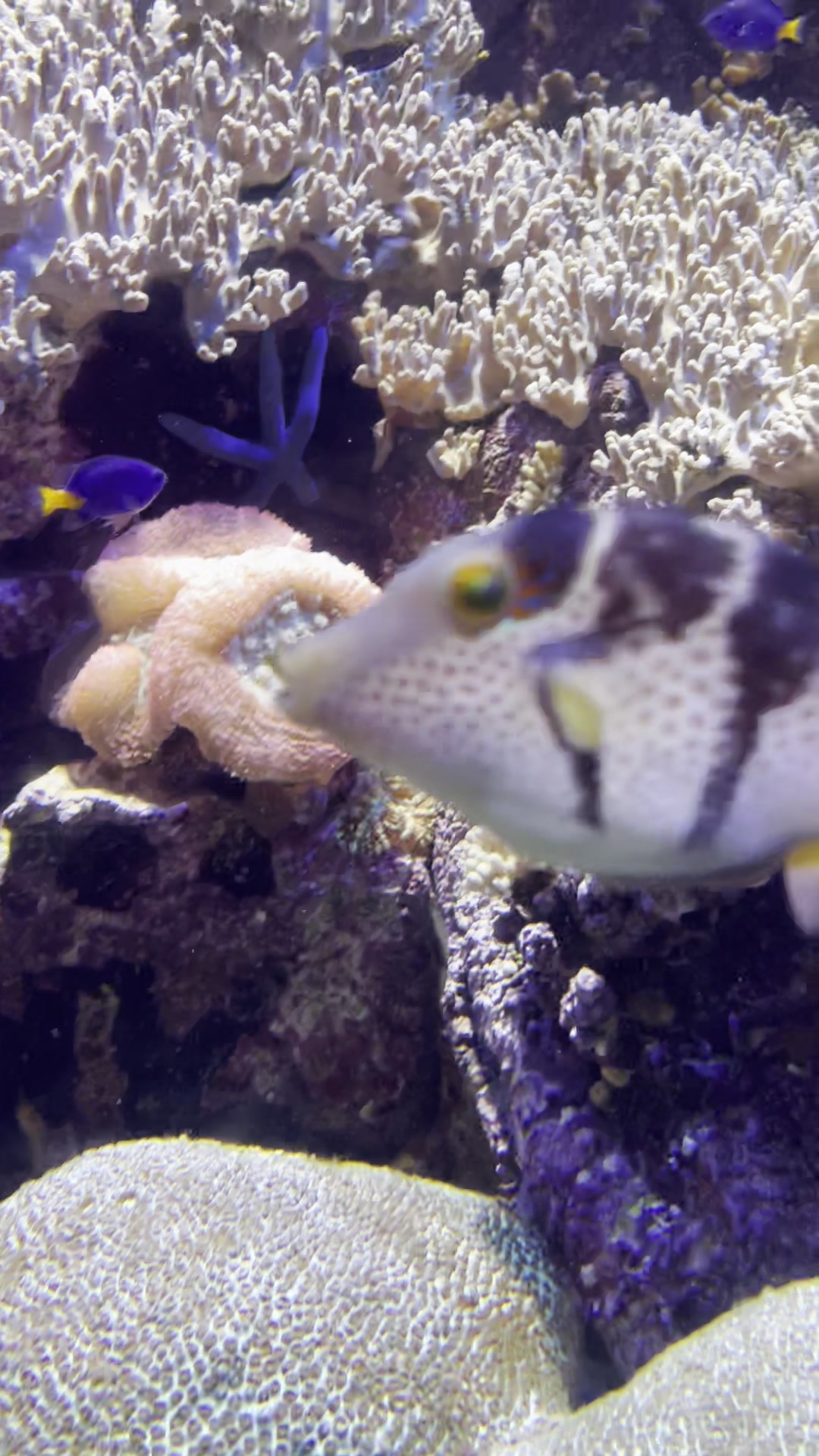 迪拜六星亚特兰蒂斯水族馆(三)六万五千条颜色各异的鱼:宝石蓝