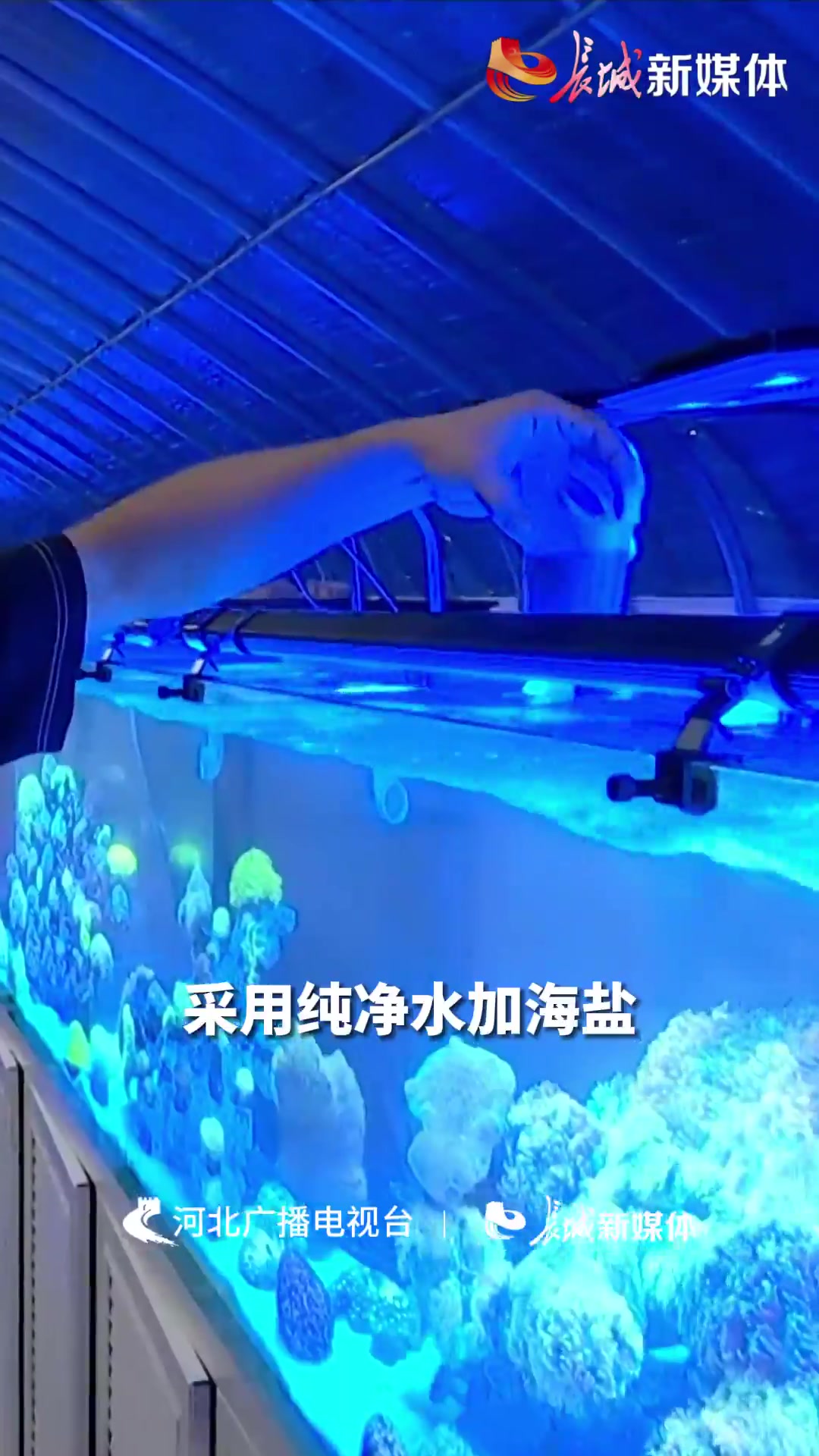 没有海的香河怎么养珊瑚
