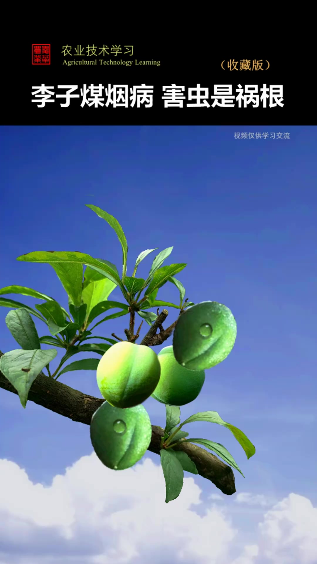 李子煤烟病 害虫是祸根