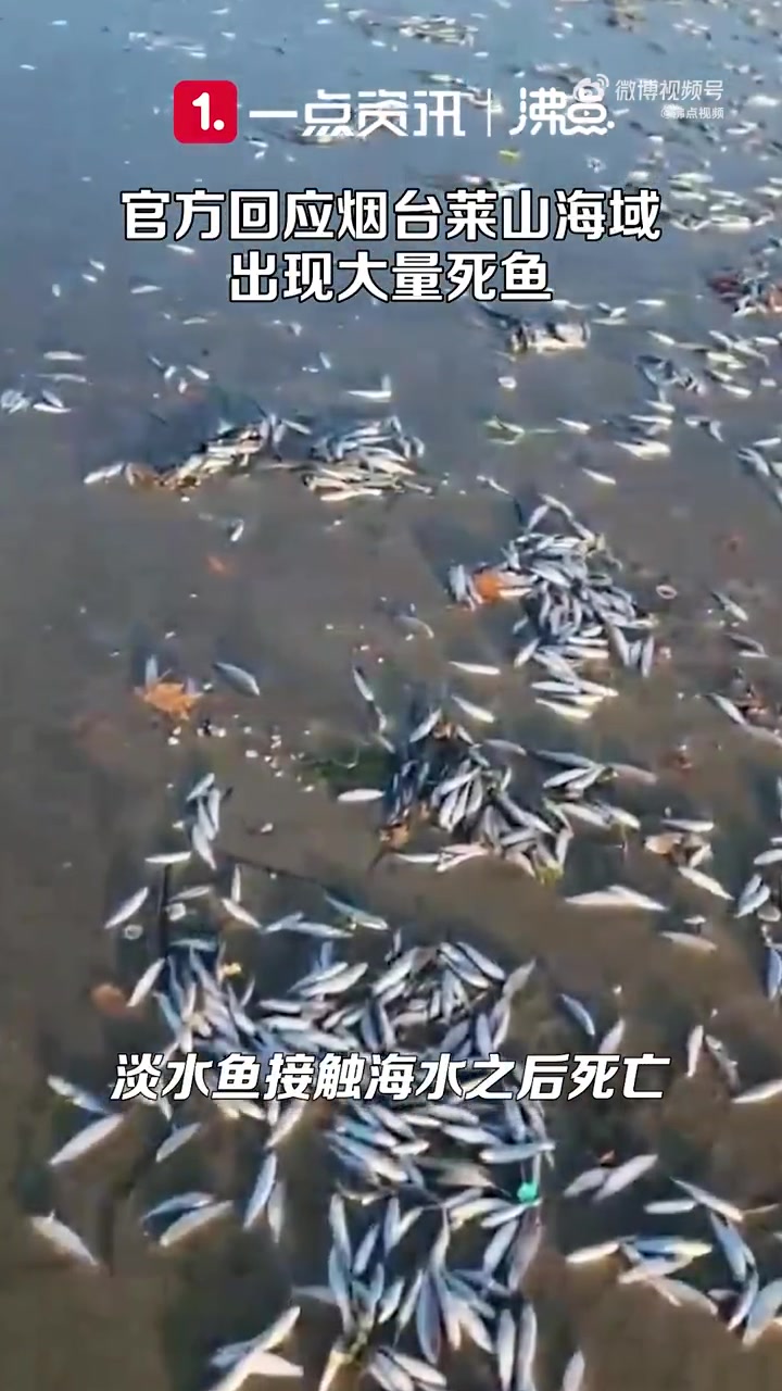 「官方回应烟台莱山海域出现大量死鱼:暴雨把淡水鱼冲到海里死亡」9月13日,山东烟台,网曝莱
