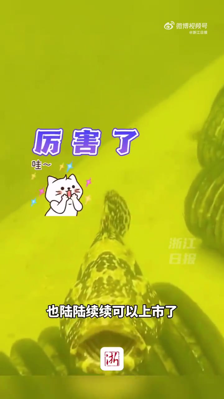 「浙江大山里养的海鲜快上市啦」9月13日,杭州建德石岭村的海水鱼菜共生养殖基地,工作人员观