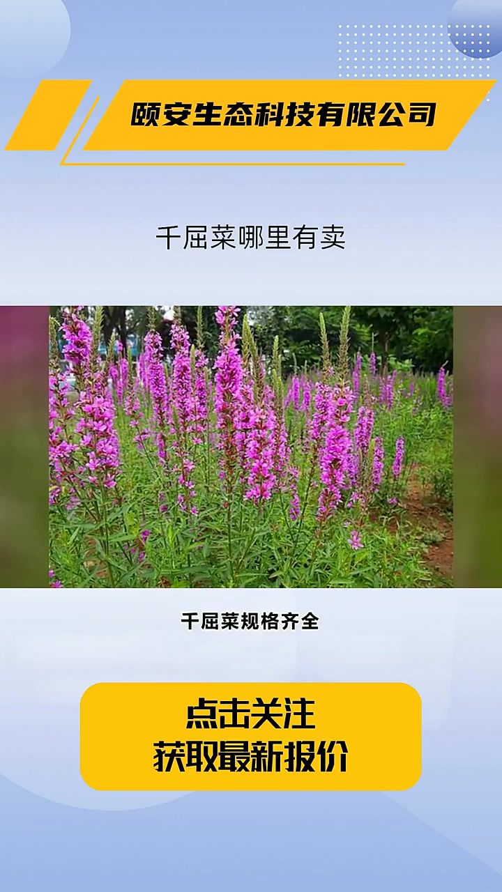千屈菜哪里有卖