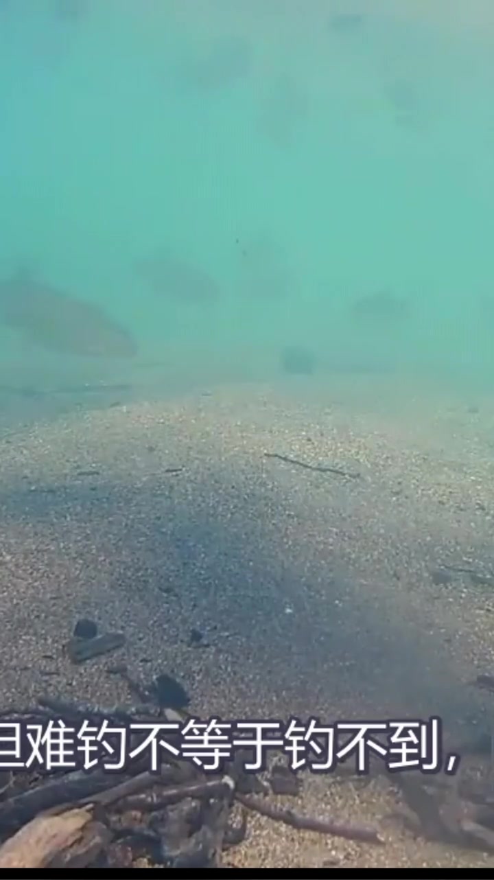野钓大板鲫鱼的方式方法