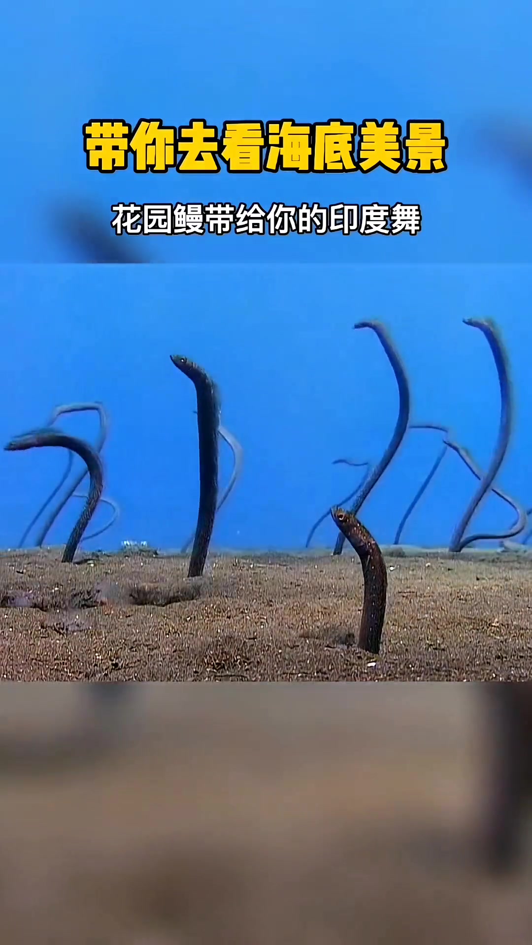 海底鳗鱼为大家表演一段“印度舞” 海底世界 海洋生物 一起享受大自然的美