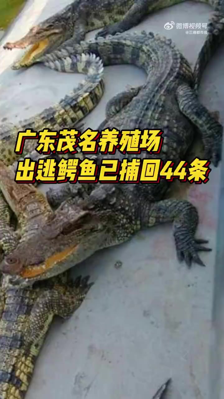 「广东茂名养殖场出逃鳄鱼已捕回44条 暂无伤人报告」近日,广东省茂名市茂南区某鳄鱼养殖场鳄