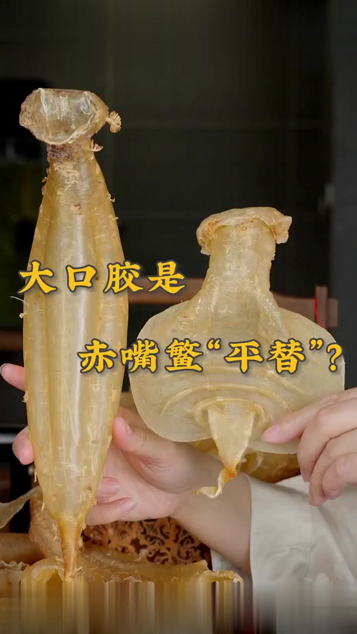 价不同!大口赤嘴和赤嘴鳘鱼胶如何区分