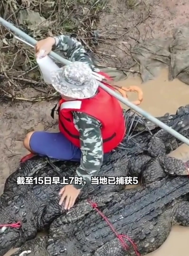 茂名养殖场鳄鱼已抓58条!现场抓捕画面