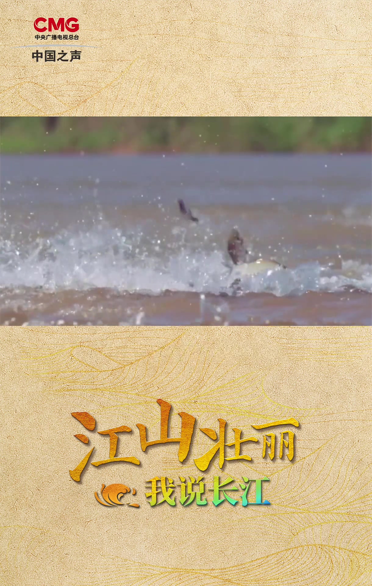 江山壮丽 我说长江丨每一只江豚我都认得
