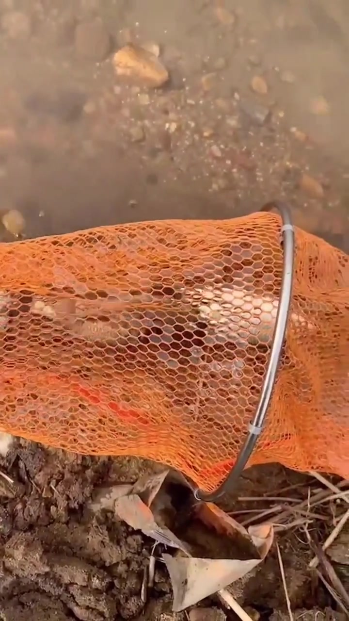 夏季钓鲫鱼技巧希望对您有帮助!持续更新!记得关注双击哦!