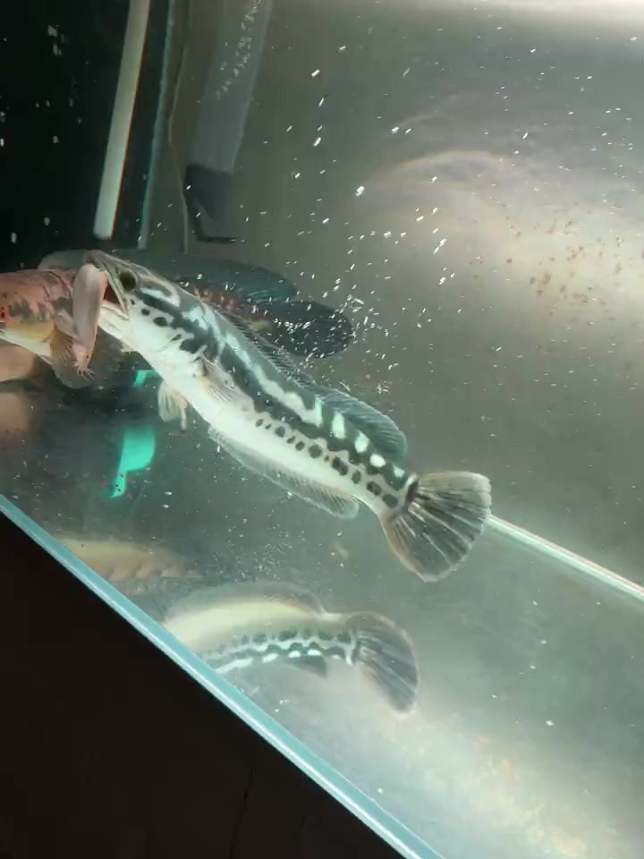 以后不用问我了,一眼就能看出铅笔跟魔神那个更凶猛!养鱼养心 观赏鱼 水族 养鱼人 雷龙鱼