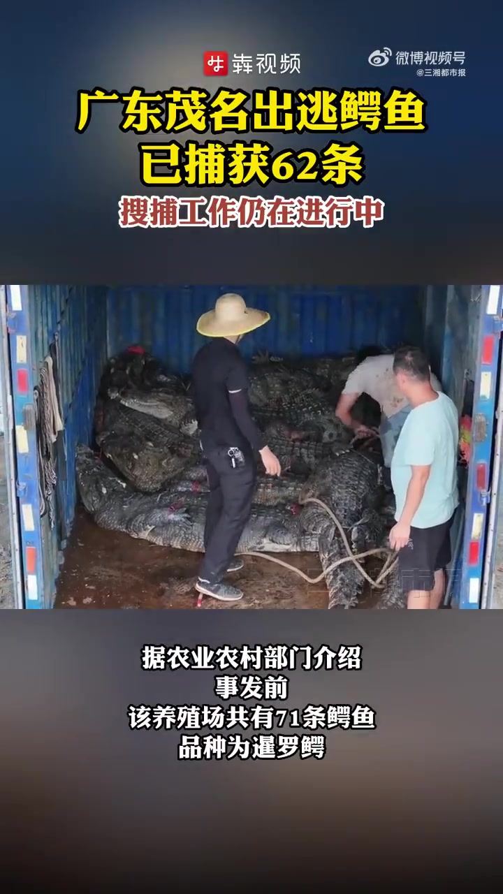 「广东茂名出逃鳄鱼已捕获62条 搜捕工作仍在进行中」受9月9日至11日强降雨的影响,广东茂