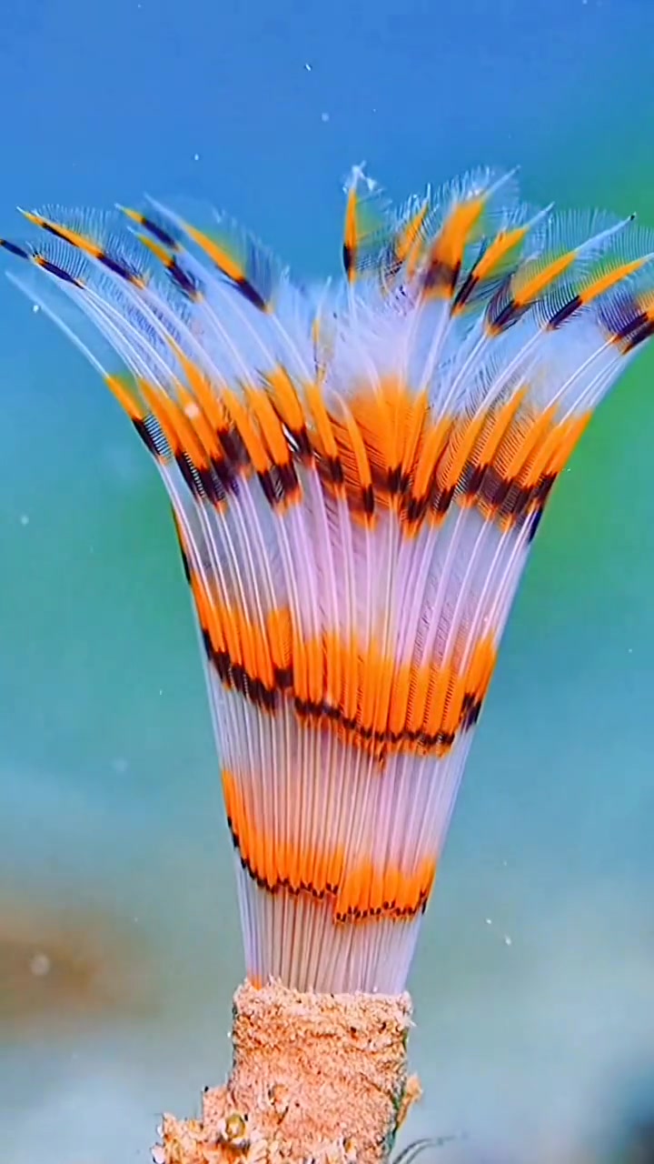 神奇的海底世界各异生物尽情展现它们的五彩魅力!海底世界 海洋生物 动态壁纸 美景