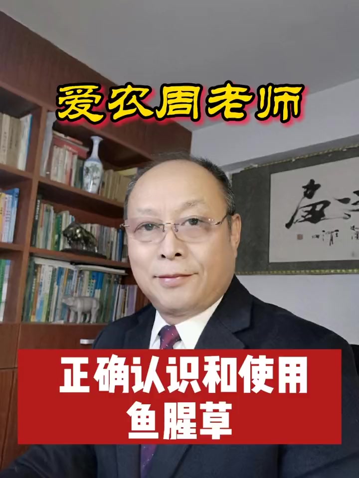 正确认识和使用鱼腥草 养猪人 养好猪 防好病 提高养殖效益