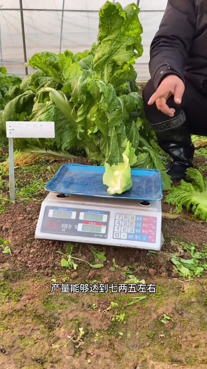 奶奶菜学名叫青菜,主要吃茎部,我们研发的青菜品种茎部是普通品种的五倍 农业种植 蔬菜大棚 
