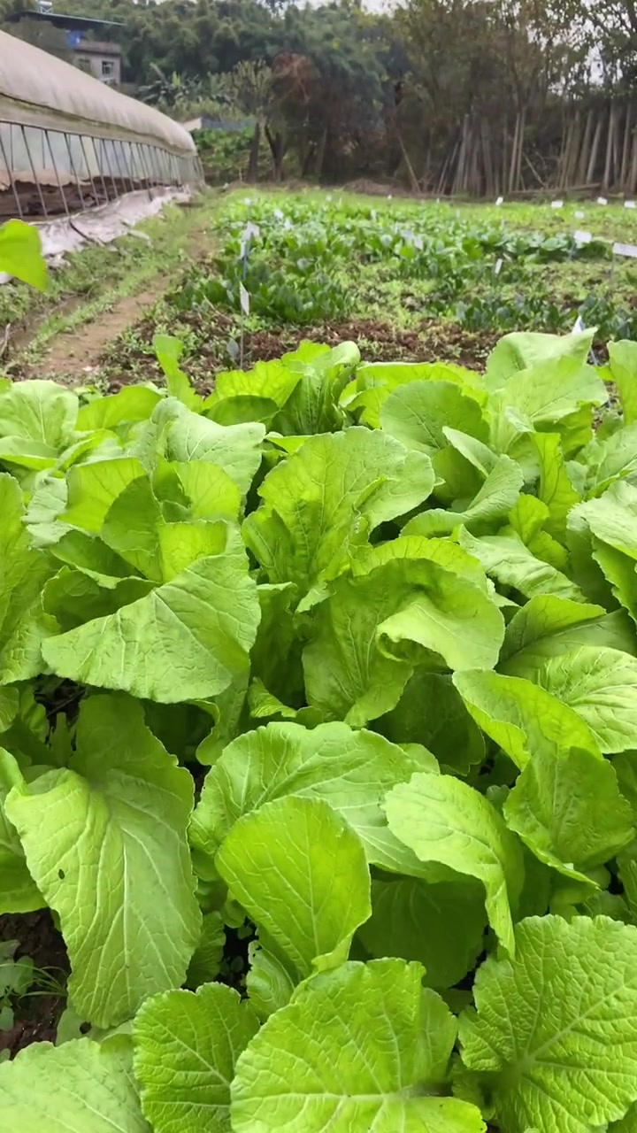 有芥菜味的快菜品种你见过吗?农业种植 蔬菜 农业 三农 现代农业 蔬菜种子 种子