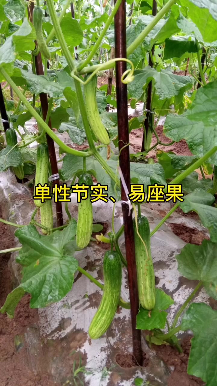 无苦味黄瓜品种 农村 农业 我要当同城红人 种植 蔬菜 新鲜蔬菜