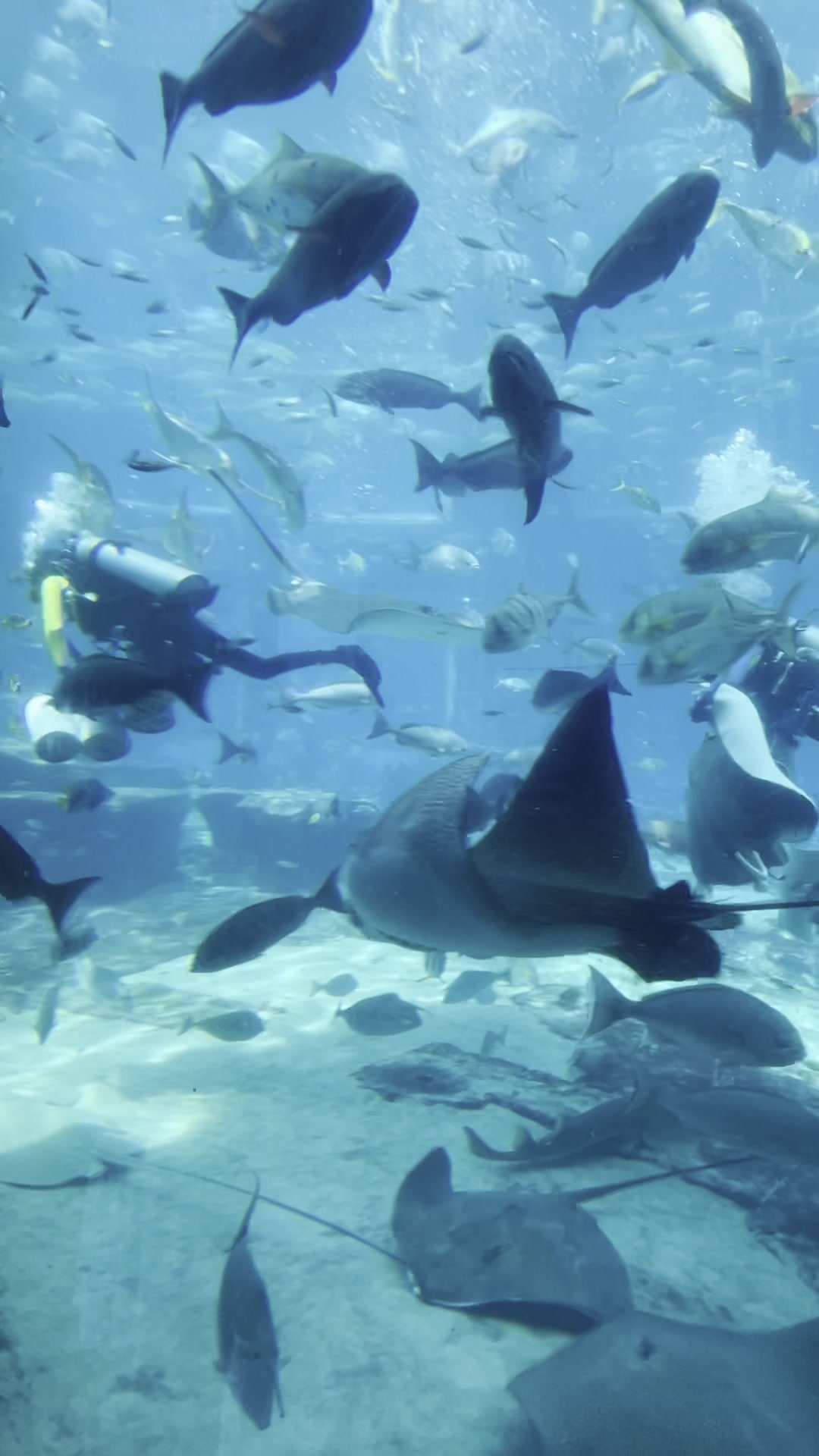 迪拜亚特兰蒂斯水族馆(六)潜水员喂鱼,鱼从四面八方游过来