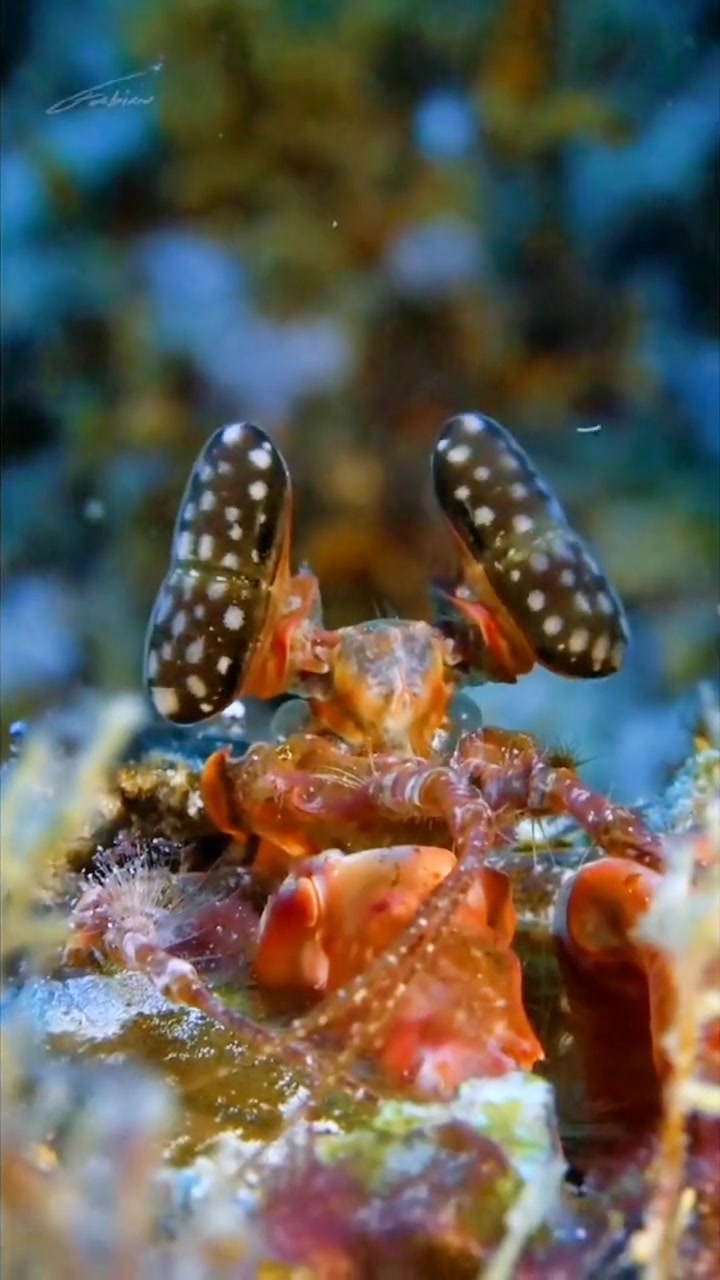 盛夏去海边赶海,捡到这样五彩皮皮虾(虾爬子)你敢吃吗?海底世界 海洋生物 皮皮虾