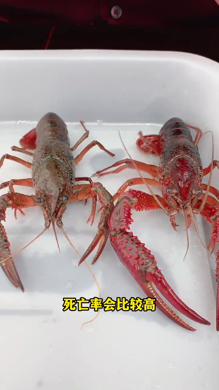 第3集|吃龙虾的季节 小龙虾 是选青虾还是红虾?创作灵感