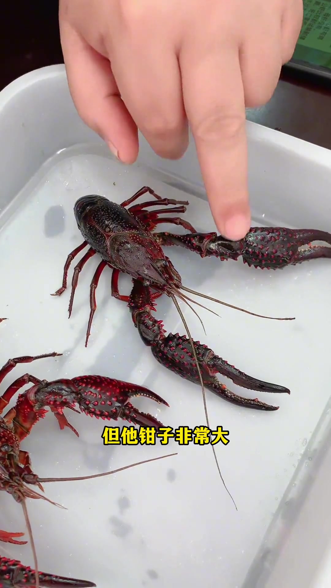 第6集|许大叔教你认识 小龙虾 公母 盱眙龙虾