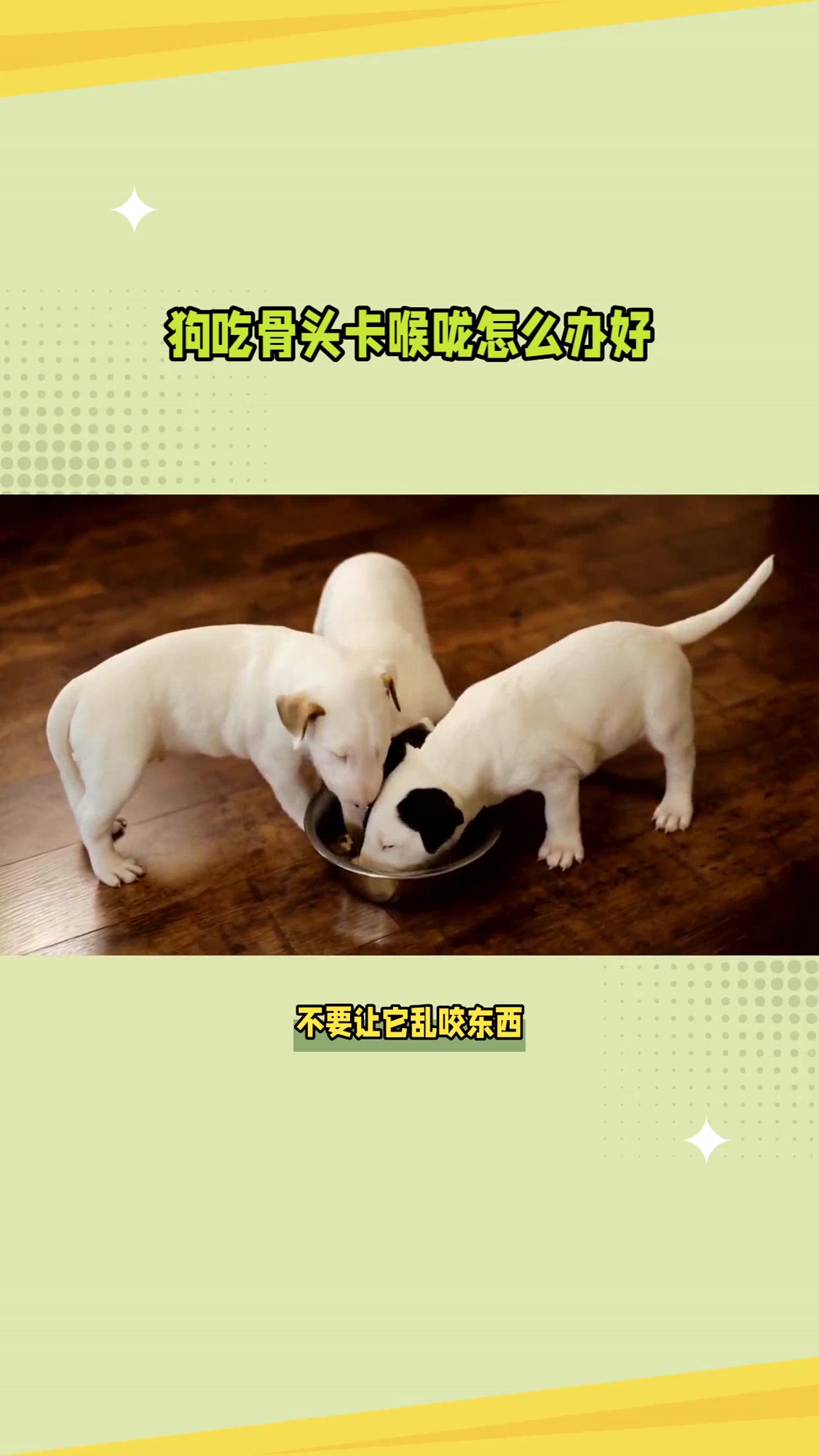 狗吃骨头卡喉咙怎么办好