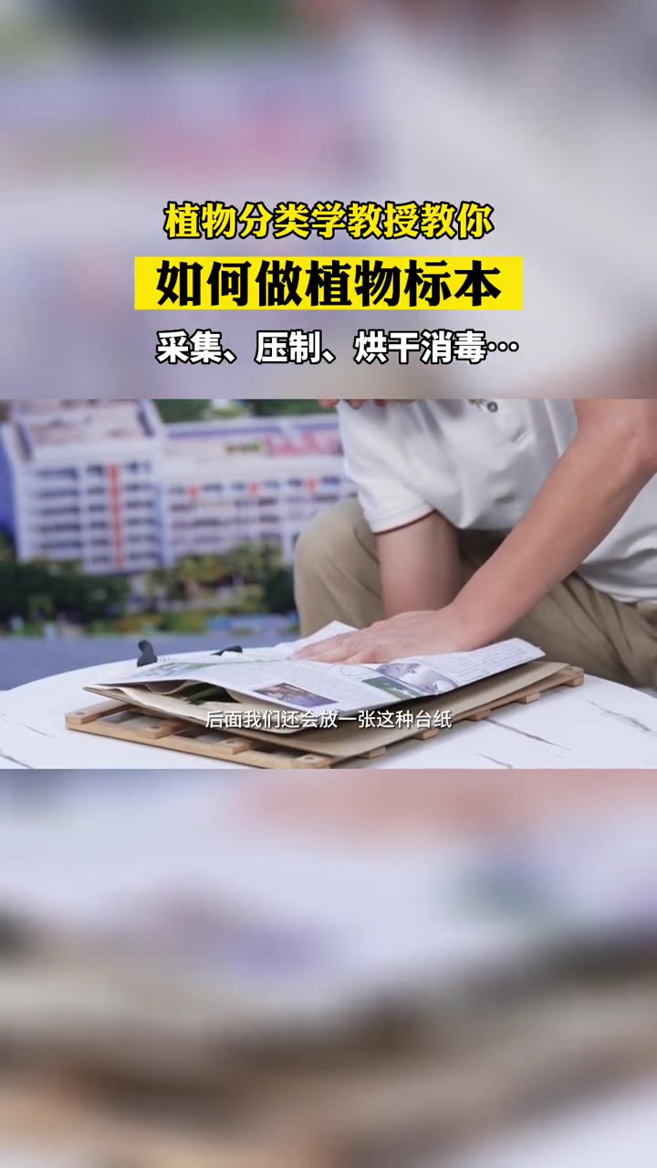 如何做植物标本?一起来学习一下吧～三亚 植物 植物标本(来源:崖州湾科技城)