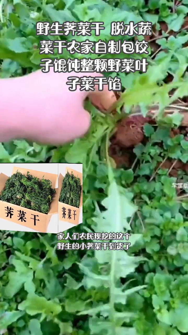 纯天然绿色食品 野生荠菜干250g脱水蔬菜干农家自制包饺子馄饨整颗野菜叶子菜干馅 真材实料