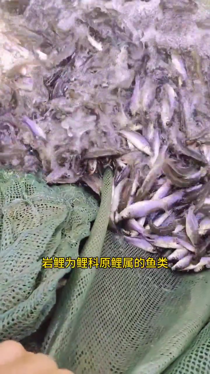 岩鲤鱼,长江中上游特有原生鱼。鳞片略带紫色,是即可观赏也可食用的鱼种,肉质极其鲜嫩。鲤鱼中