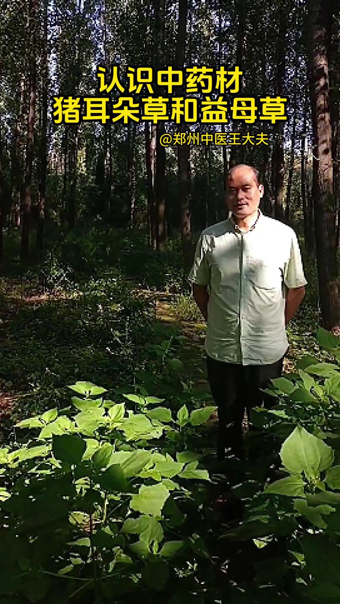 认识中药材 猪耳朵草和益母草