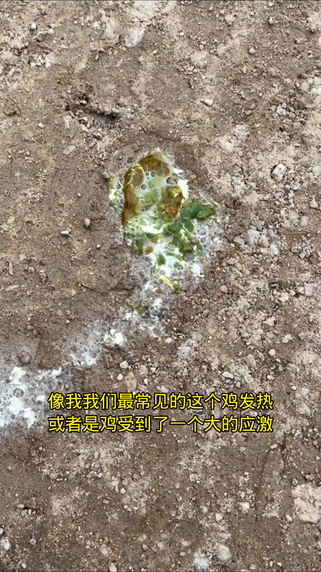 鸡拉绿色粪便,到底是什么原因?