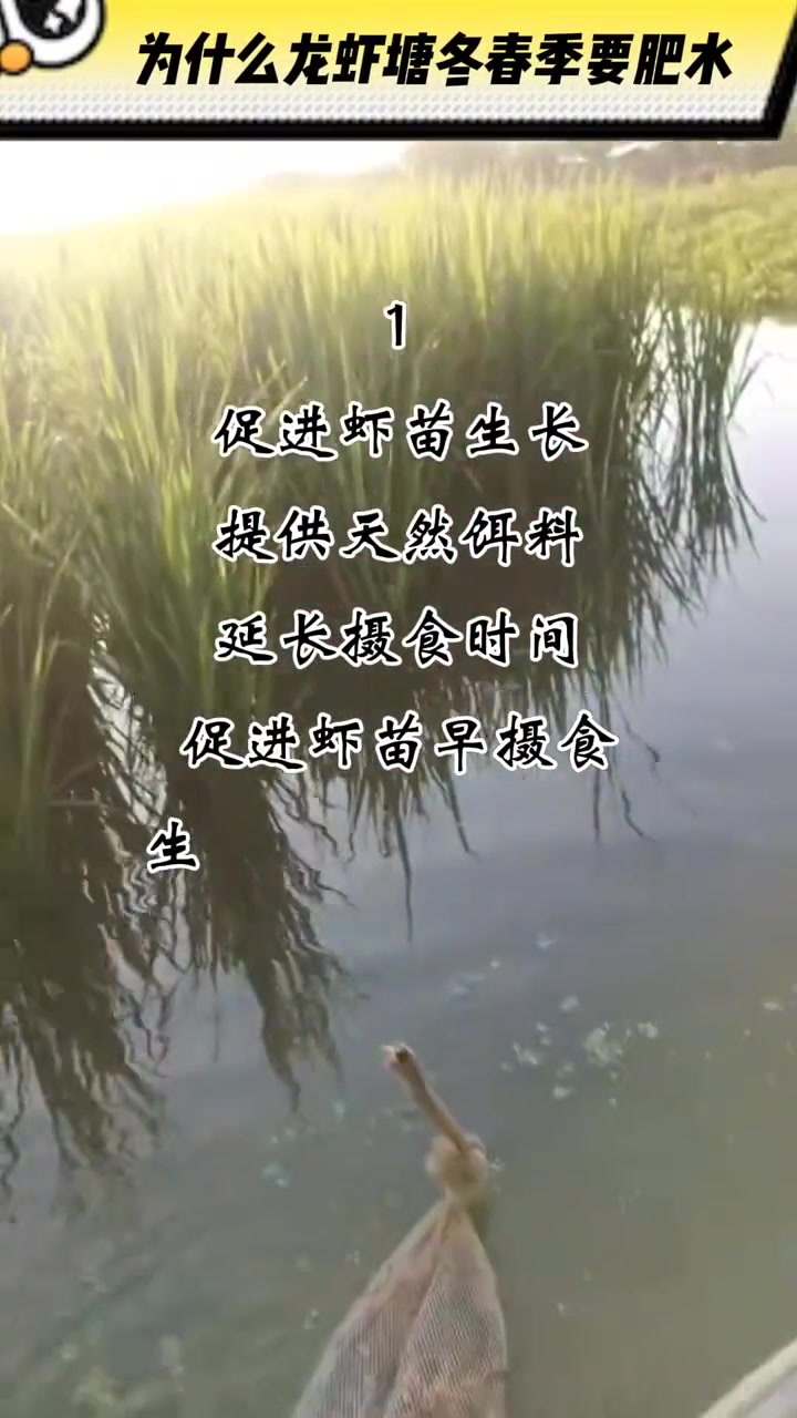 热门 为什么龙虾池塘秋冬要肥水 四大家鱼养殖 水产养殖技术 鱼虾蟹