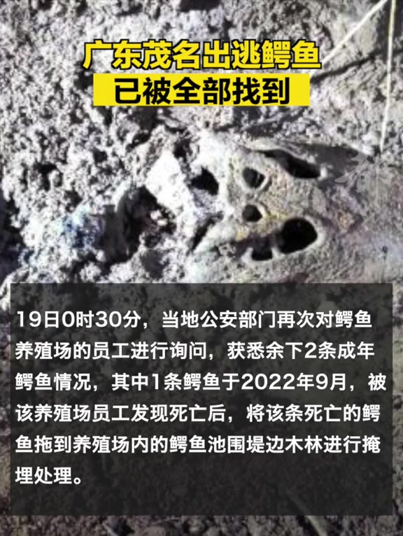 「广东茂名出逃鳄鱼已被全部找到」截至9月19日晚,经当地部门盘查核实,此次事件中养殖场的7