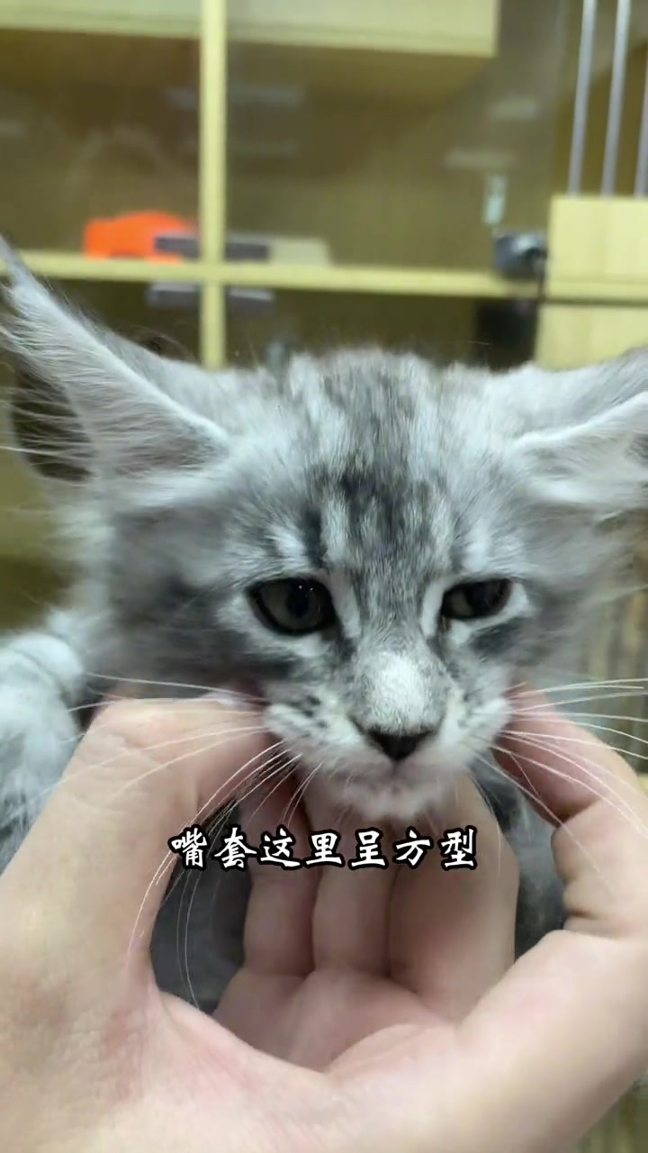 学会这几点,就会选一只纯的缅因猫,肯定不是串串 缅因猫 新手养猫 银虎斑缅因