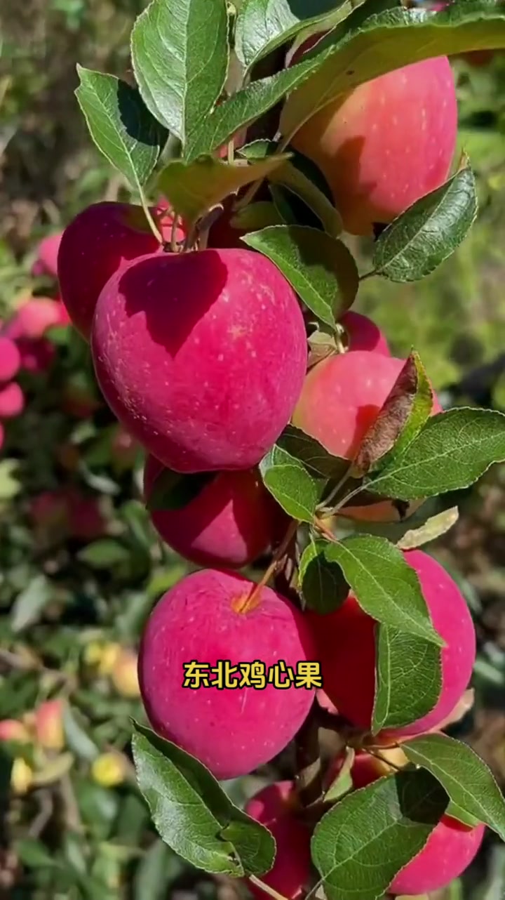鸡心果产地直发 东北鸡心果 嘎嘎脆酸甜可口特别好吃,营养丰富的 鸡心果