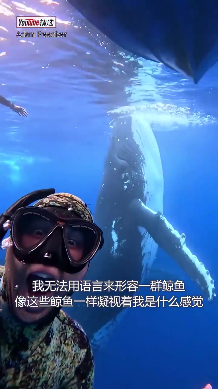 「晚间分享」汤加海岸,网友 Adam 意外偶遇了7只座头鲸。更夸张的是,鲸鱼大家族默契地放