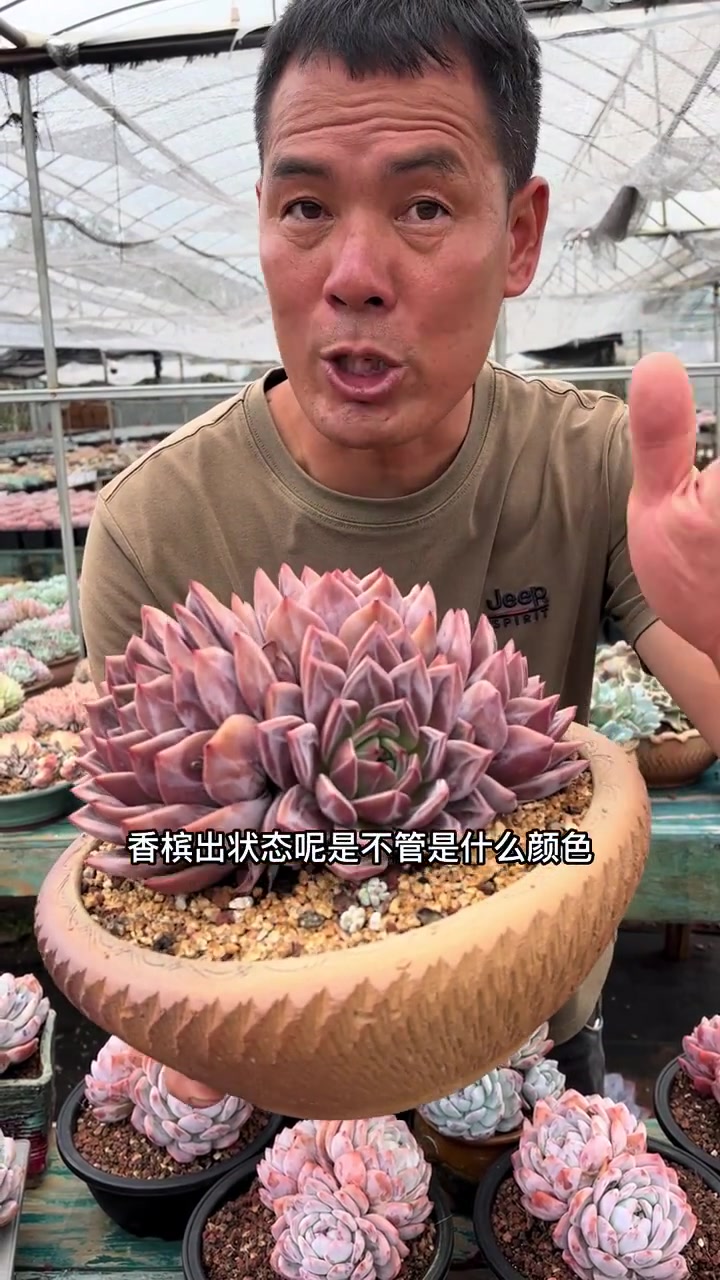 多肉植物香槟如何养