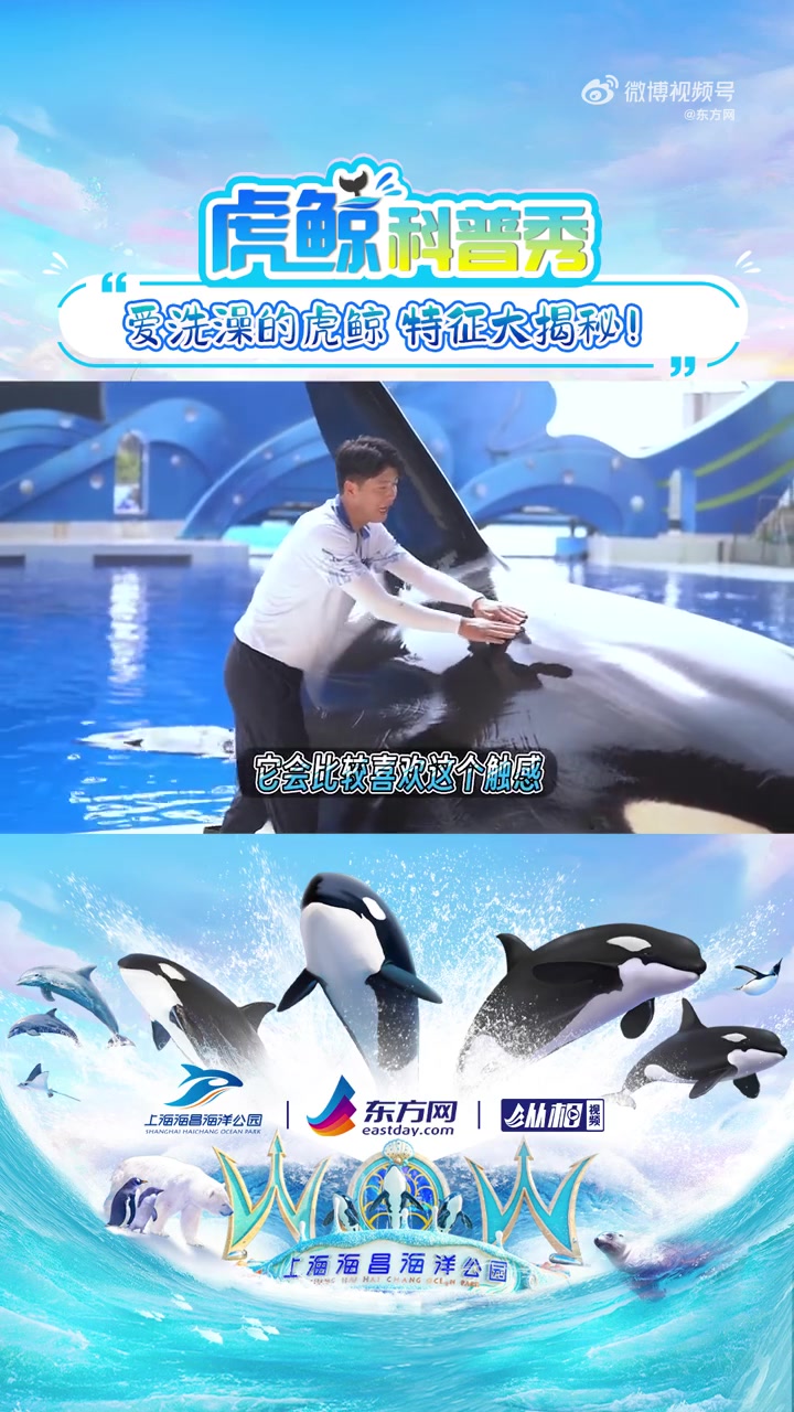 原来虎鲸搓泥会掉色「爱洗澡的虎鲸,特征大揭秘!」虎鲸也爱搓澡?搓澡还会“掉色”?它眼鼻分别