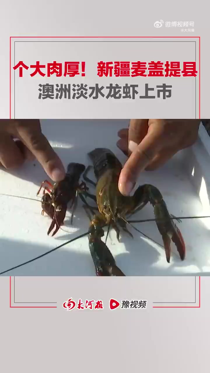 个大肉厚!新疆麦盖提县澳洲淡水龙虾上市,定价约为260元/公斤。内陆多地海鲜上新 河南海鲜
