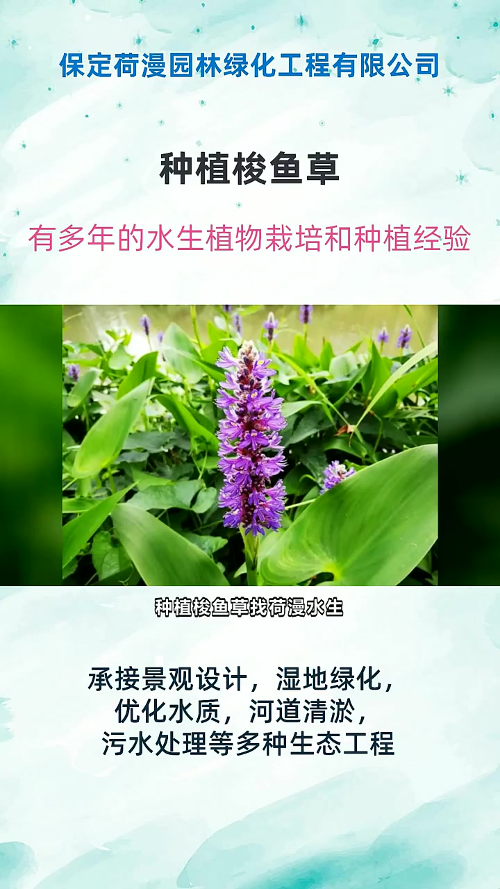 种植梭鱼草