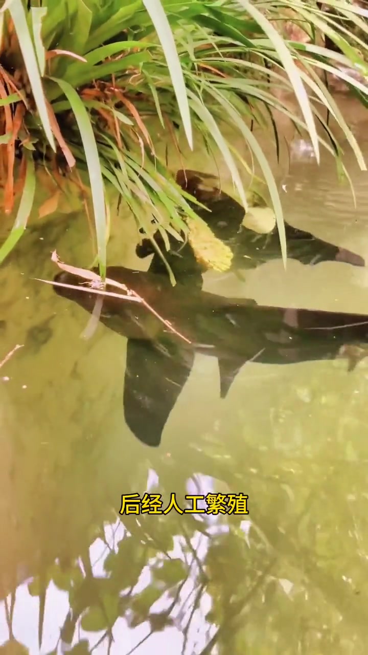 底层杂食性鱼类,胭脂鱼又名火烧鳊,一帆风顺鱼。养殖胭脂鱼效益好,是鱼塘水库套养的最佳选择。