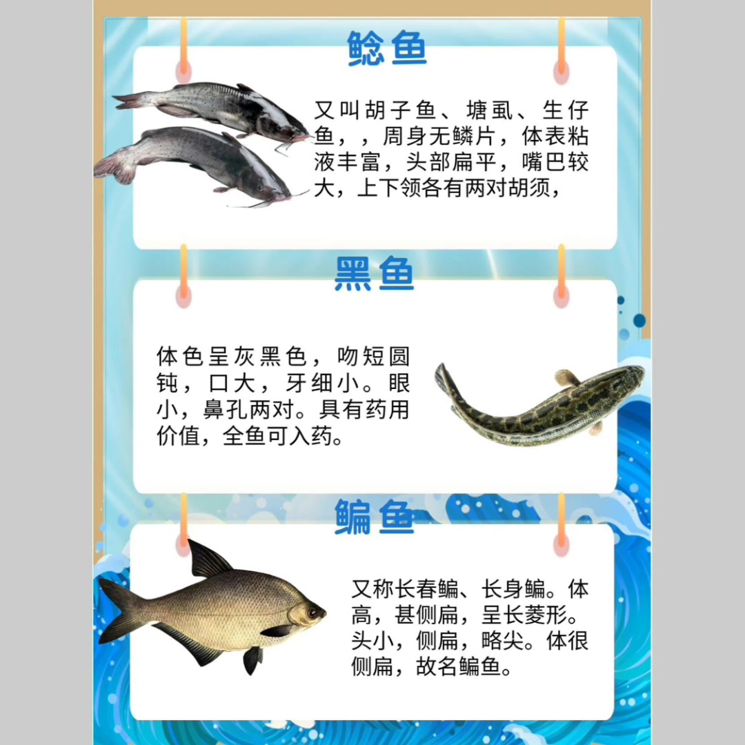 20种常见淡水鱼的科普介绍。关注主播,更多知识分享