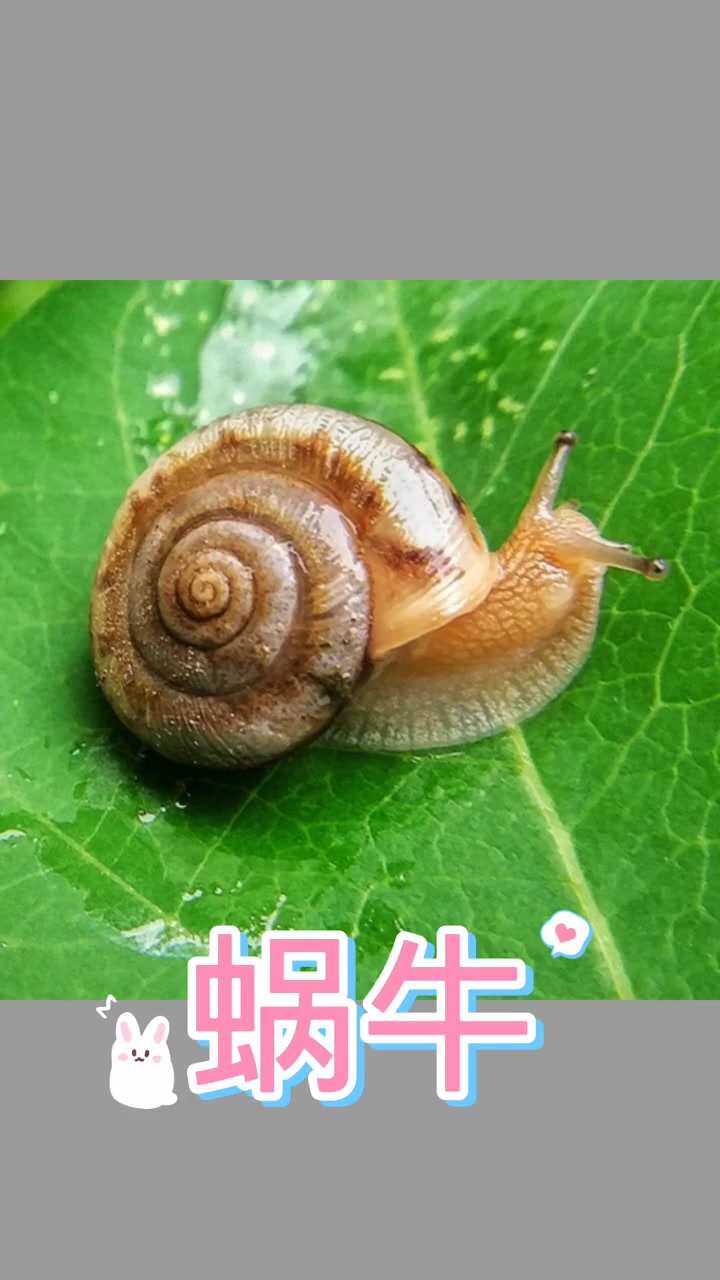 蜗牛‖动物世界‖儿童百科全书‖儿童故事