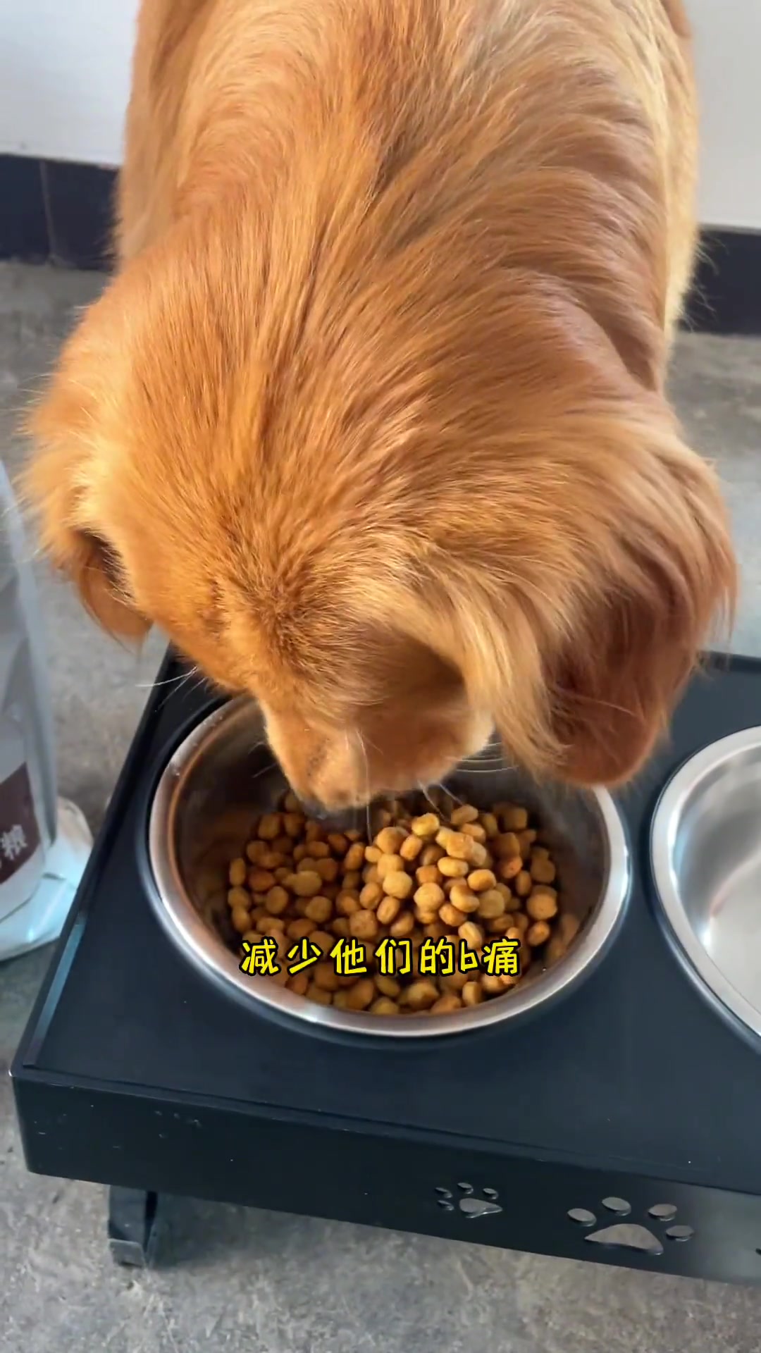 只要吃东西,无论躲到哪里都会被摆摆发现 金毛 萌宠 皇家处方粮 胰腺炎狗狗