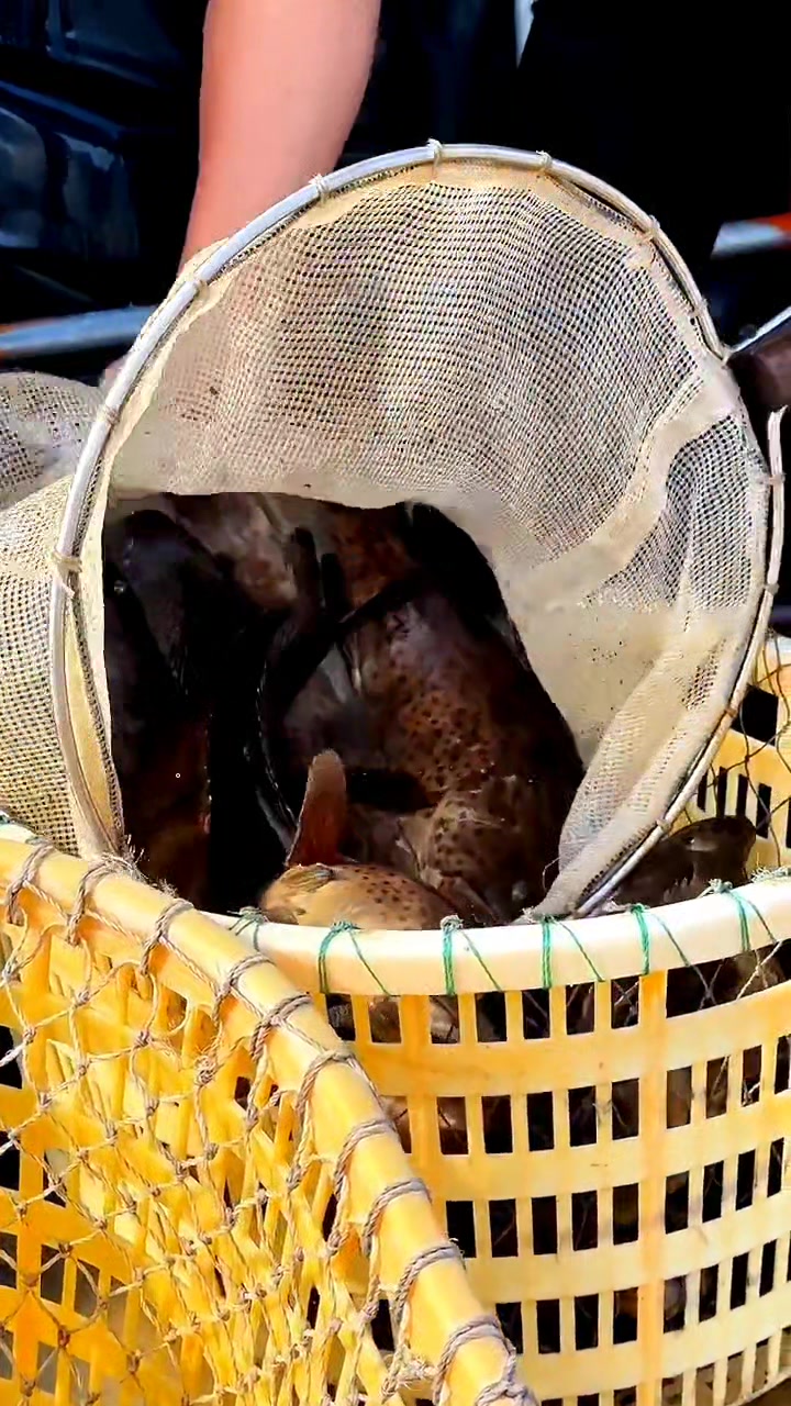 周末钓鱼去钓海水鱼石斑鱼