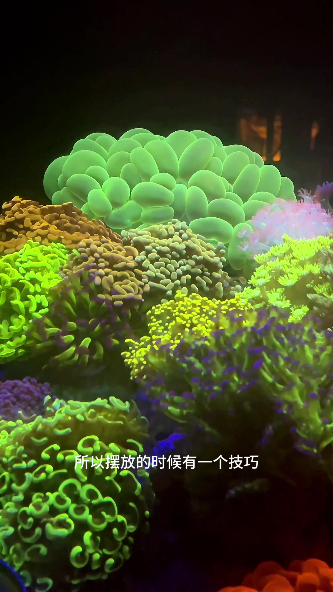 海中“多肉”——绿气泡