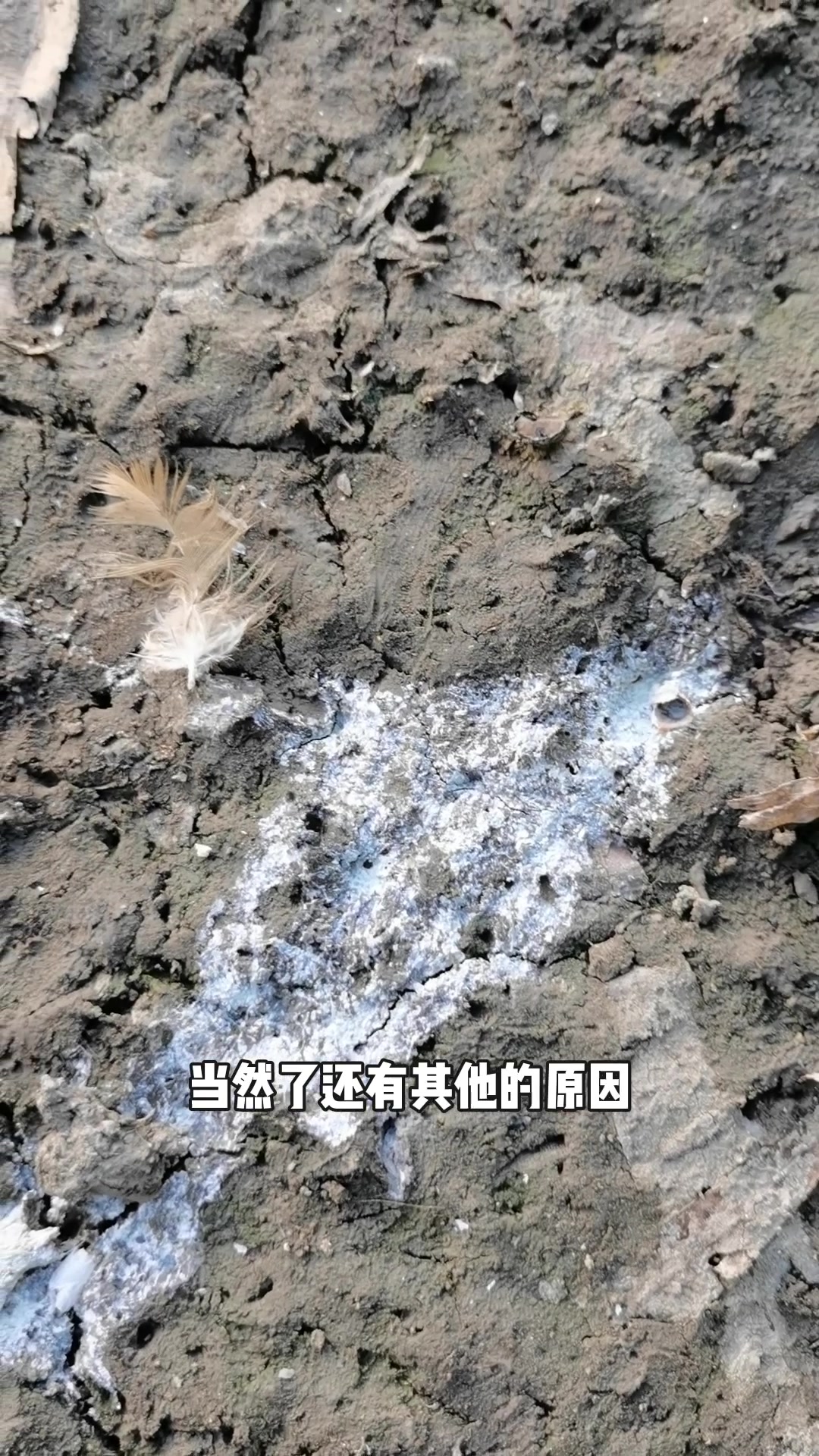 鸡拉白色稀粪是怎么回事?