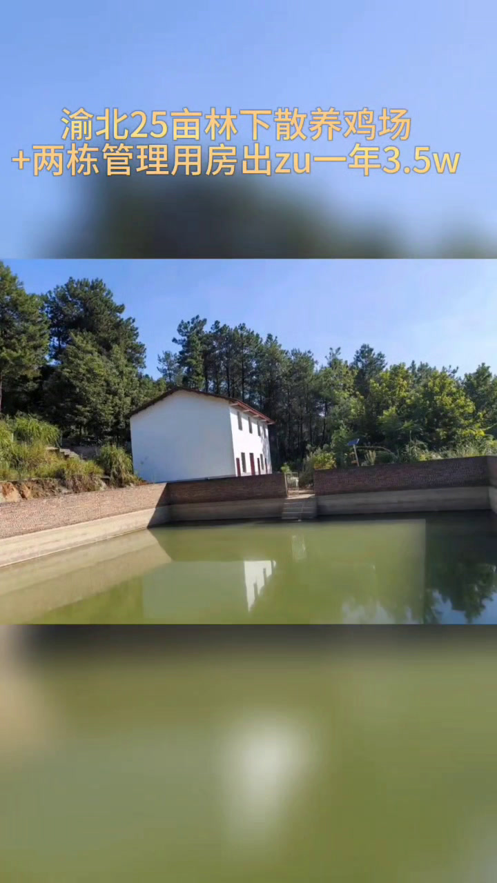 渝北林下散养鸡场一年3.5w 出zu