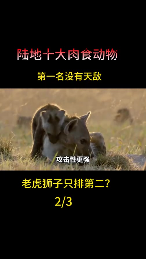 陆地十大食肉动物,第一名除了人类没有天敌,狮子老虎只能当小弟